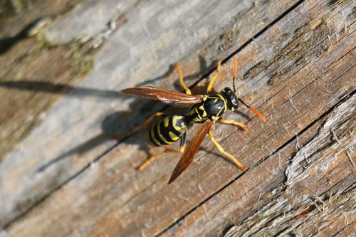 Eine Haus-Feldwespe (Polistes dominula) beim Sammeln von Holz als Material für den Nestbau. (© Michael Welling/Thünen-Institut) 