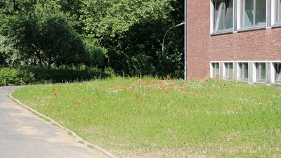 Blühmischung im ertsen Jahr, rote Blüten vor Gebäude