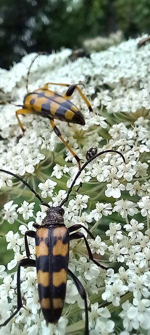 Unten Vierbindiger Schmalbock (Leptura quadrifasciata), oben Gefleckter Schmalbock (Rutpela maculata). (© Mirijam Seng/BVL)