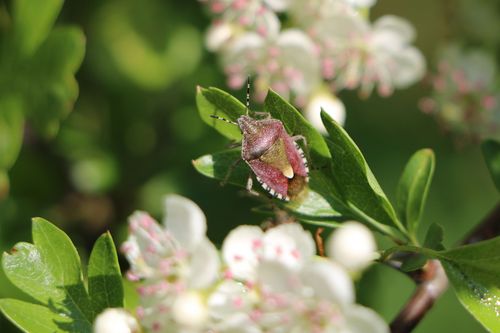 Eine Beerenwanze (Dolycoris baccarum) auf dem Blatt eines Eingriffeligen Weißdorns (Crataegus monogyna). (© Michael Welling/Thünen-Institut)