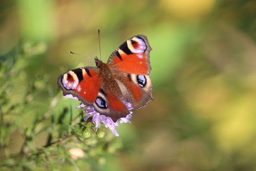 Ein Tagpfauenauge (Inachis io). (© Maria Hagemann, IHTTC)