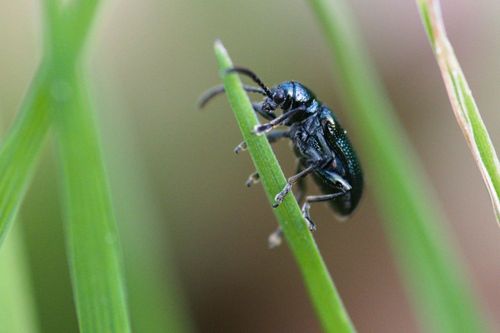 Ein Blaues Getreidehähnchen (Oulema gallaeciana). (© Christian Schlawis/BVL)