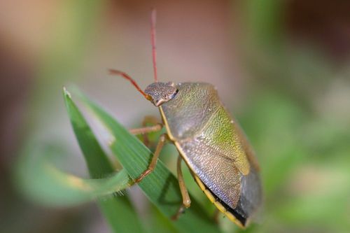 Eine Ginster-Baumwanze (Piezodorus lituratus) an einem Grashalm. (© Christian Schlawis/BVL)