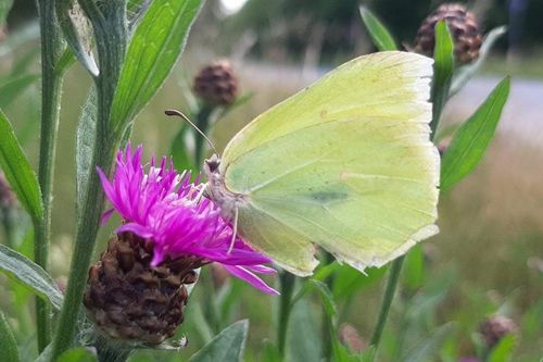 Ein Zitronenfalter (Gonepteryx rhamni)  in einem der Gärten "Lammer Dreieck". (© Gillner)