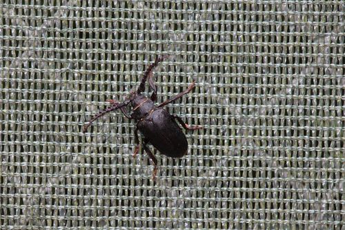 Ein Sägebock (Prionus coriarius) sitzt am Tennisnetz. (© Maria Hagemann, IHTTC)