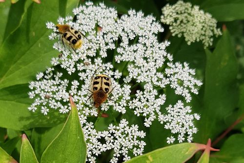 Glattschieniger Pinselkäfer (Trichius gallicus) auf wilder Möhre (Daucus carota), Blühwall hinter dem Tennisplatz. (© Maria Hagemann)