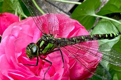 Das Weibchen einer Blaugrünen Mosaikjungfer (Aeshna cyanea)  in einem der Gärten "Lammer Dreieck". (© Gillner)