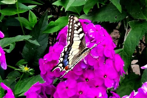 Ein Schwalbenschwanz (Papilio machaon)  in einem der Gärten "Lammer Dreieck". (© Gillner)