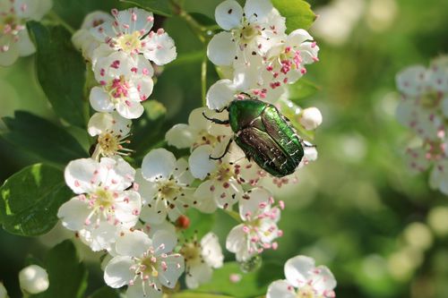 Ein Gemeiner Rosenkäfer (Cetonia aurata) auf der Blüte eines Eingriffeligen Weißdorns (Crataegus monogyna). (© Michael Welling/Thünen-Institut)