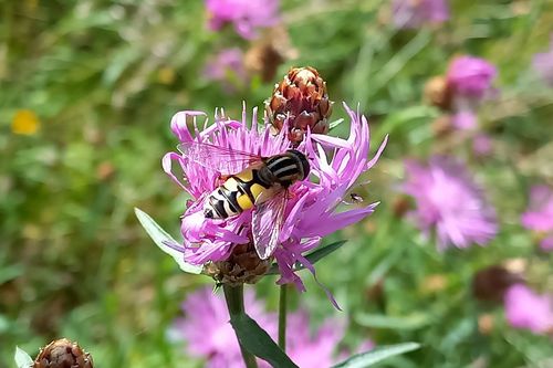 Eine Große Sumpfschwebfliege (Helophilus trivittatus) auf der Blüte einer Wiesen-Flockenblume (Centaurea jacea). (© Mirijam Seng/BVL)