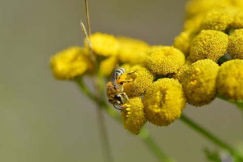 Eine Rainfarn-Seidenbiene (Colletes similis) auf der namensgebenden Blüte (Tanacetum vulgare). (© L. Lindermann/Thünen-Institut)