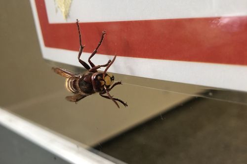 Eine Hornisse (Vespa crabro) am Institut für Biodiversität. (© Aline Brosch/Thünen-Institut)