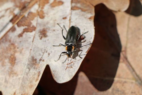 Ein Weichkäfer (Cantharidae spec.) im trockenen Laub. (© Michael Welling/Thünen-Institut) 