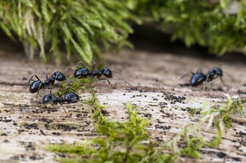 Glänzendschwarze Holzameisen (Lasius fuliginosus) auf Totholz. (© Christian Schlawis/BVL)